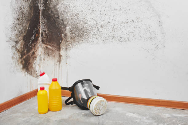 Best Mold Remediation Experts  in Black Diamond, FL