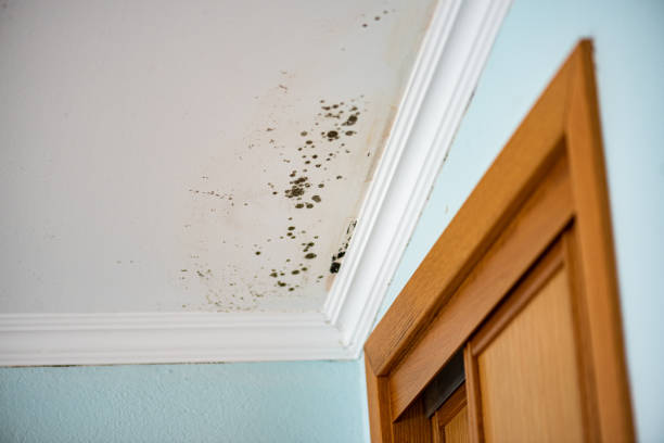 Best Home Mold Removal  in Black Diamond, FL