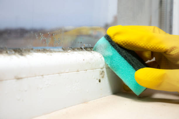 Best Professional Mold Removal  in Black Diamond, FL