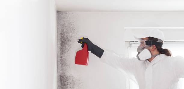 Best Mold Removal Company Near Me  in Black Diamond, FL