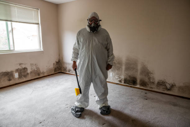 Best Office Mold Removal Services  in Black Diamond, FL