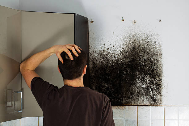 Best Toxic Mold Removal  in Black Diamond, FL