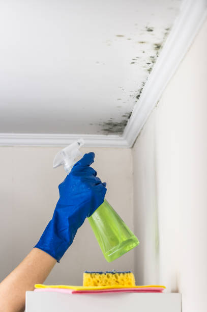 Best Mold Cleaning Services  in Black Diamond, FL